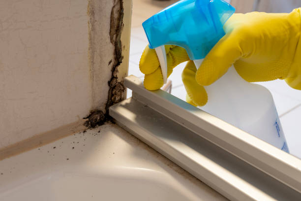 Best Toxic Mold Removal  in Maroa, IL
